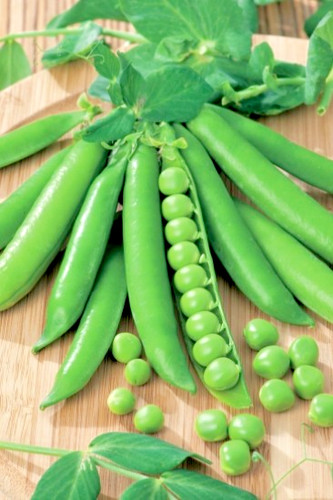 Pea meteor seeds - seeds, first