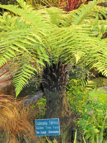Golden tree fern - golden,