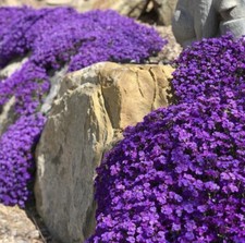 AUBRETIA 100 SEEDS “Blue