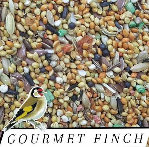 Gourmet finch canary - gourmet,