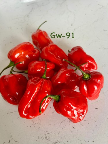 African naga chilli