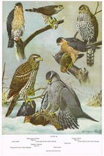 Hawk Goshawk Sharp Shinned Cooper's Bird Print Picture Vintage 1959 AB#39