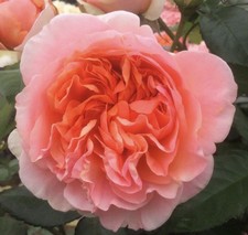 Duchess - , of