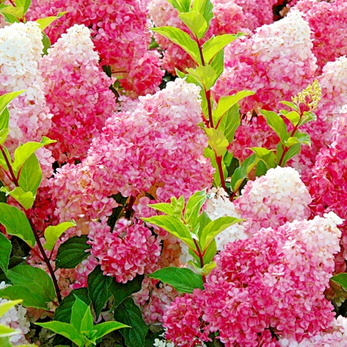 Hydrangea paniculata vanille - hydrangea,