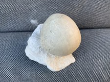 Fossil Sea Urchin Echinocorys