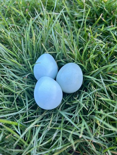 Blue celadon coturnix quail - 12,