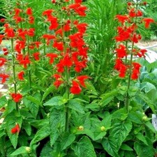 301+SCARLET SAGE Flower Seeds
