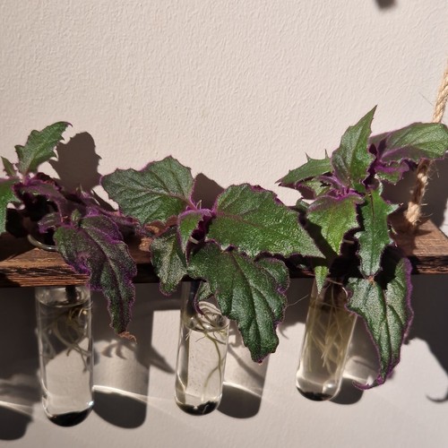 Purple passion plant - purple,