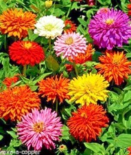 ZINNIA ELEGANS - BURPEEANA