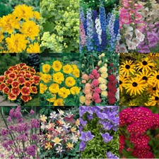 Cottage Garden Perennials 12 x