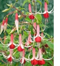3   X    MIX B1   FUCHSIA