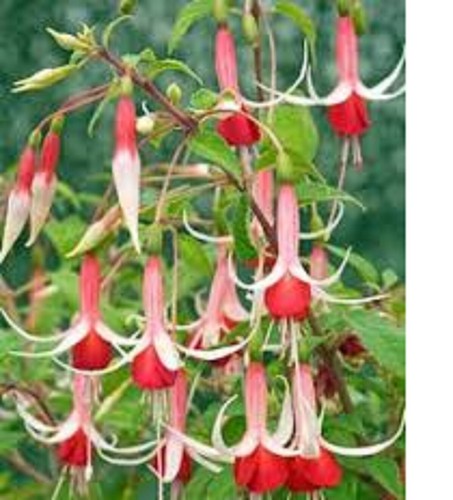 Mix b1 fuchsia - b1,