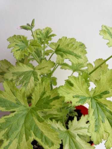Charity scented pelargonium - charity,