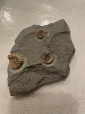 3 Ammonites In Rock Fossils