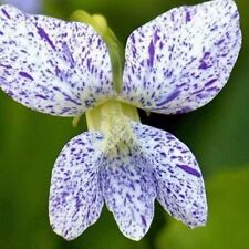 VIOLA FRECKLES (VIOLET) HARDY SHADE LOVING GARDEN PERENNIAL