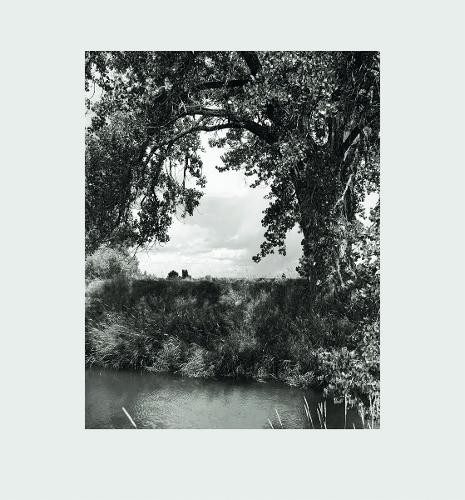 Robert adams cottonwoods by - adams:,