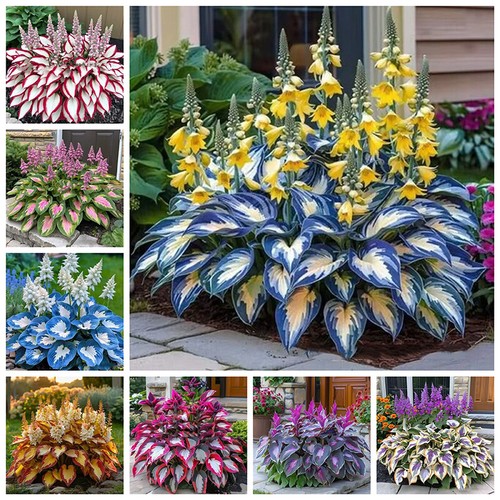 100 mixed colored hosta plant - mixed,