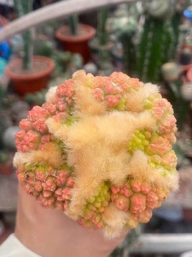 Live house plant - live,