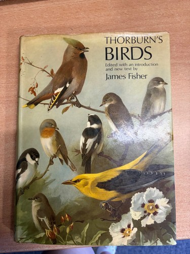 Thorburns birds edited - edited, an
