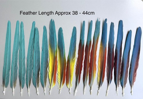 Parrot macaw feather crafts - parrot,