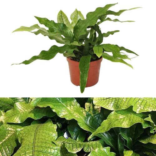 Microsorum crocodyllus fern - crocodyllus,
