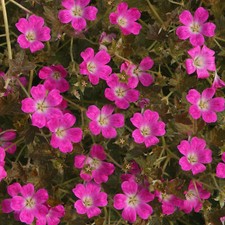 Geranium Orkney Cherry | Semi