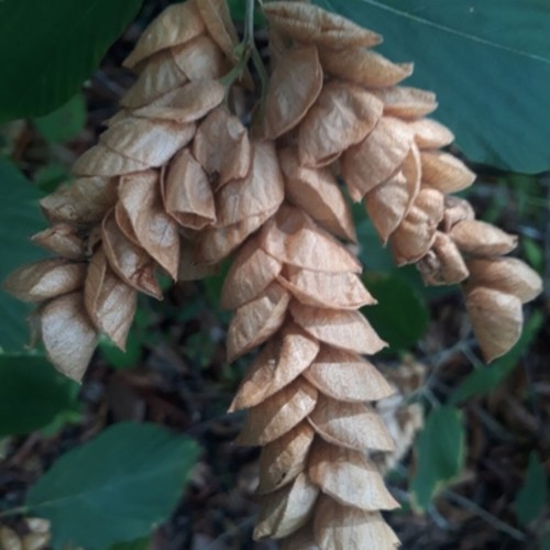 Luck plant indian wild hops - indian,