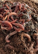 100 + Live Red Wiggler Worms
