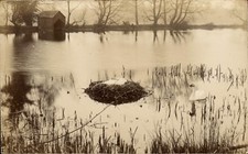 Kidderminster photo. Swans & Nest by S.Goodwin, Kidderminster.