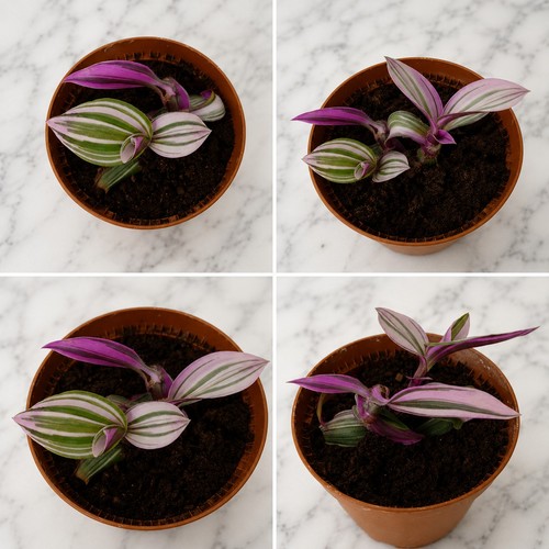Tradescantia nanouk live - nanouk, plant