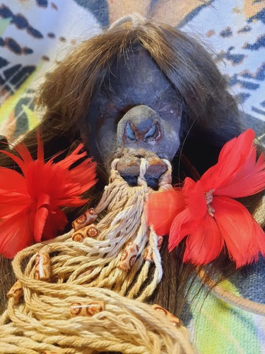 Museum quality shrunken head - museum,