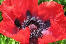Papaver Oriental Poppy Plant