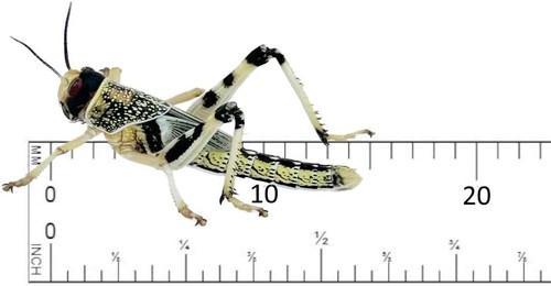 Live locusts - (10mm-20mm),