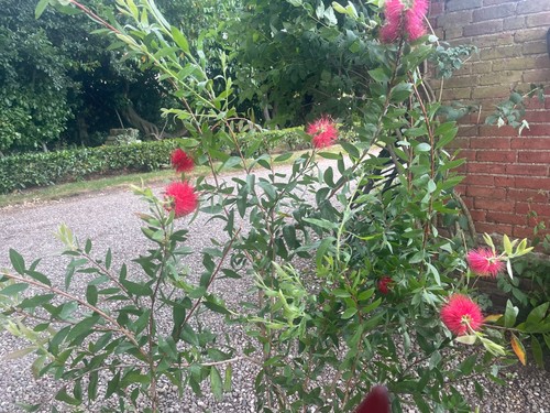 Large callistemon red bottle - large,