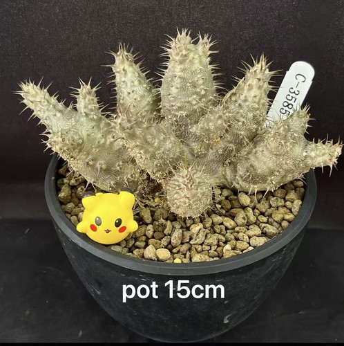 15cm sale rarecacti - 15cm,