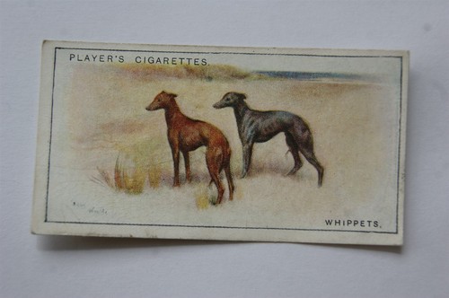 1925 john player - john, dogs