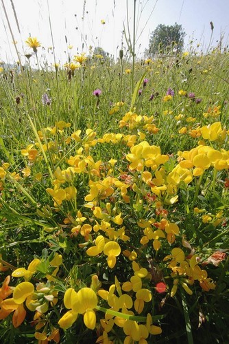 British wild flower lotus - wild,