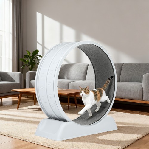 Inch cat exercise wheel - exercise,