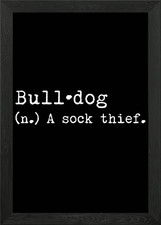 English Bulldog Sock Thief