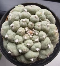 Caci WYSIWYG Boutique Self