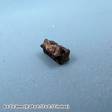 Jurassic Crinoid Star Stem
