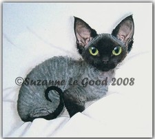 LIMITED EDITION DEVON REX CAT