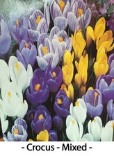 Special Offer 100 Mixed