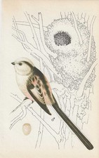 Vintage bird print, book plate, illustration, long-tailed tit