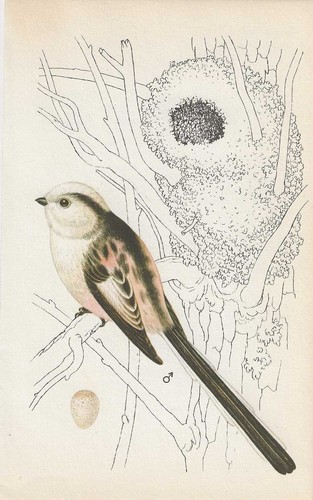 Vintage bird print book - print,,