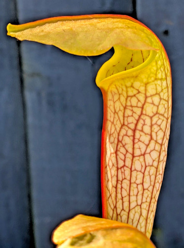 Sarracenia hummer - sarracenia, hummer's