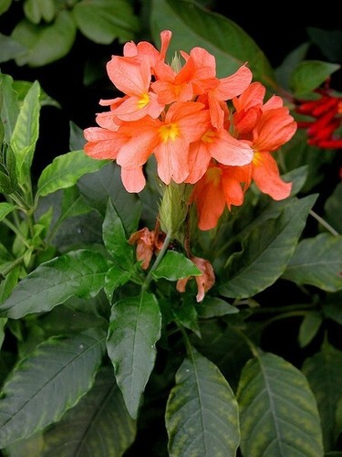 Firecracker flower - flower,