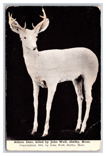 Albino deer taxidermy - albino,