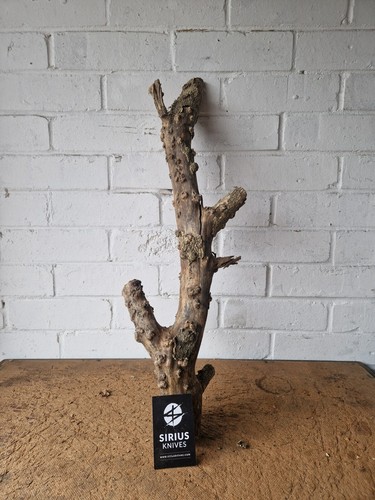 Rare boxwood burl burr for - rare,