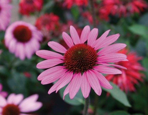 Echinacea deep - echinacea,